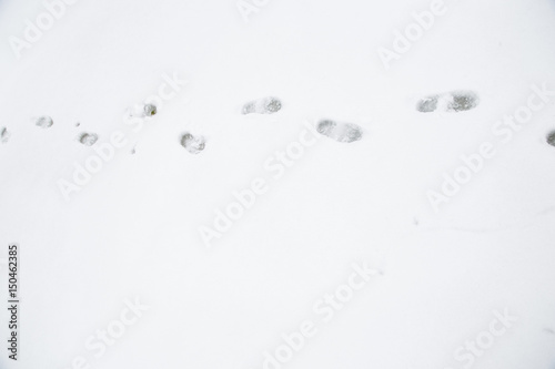 Fresh footprints in snow