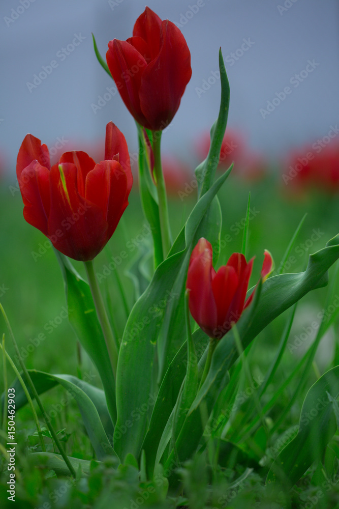 Obraz premium Amazing tulip.