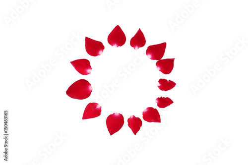 Circle of rose petals isolated on white background.