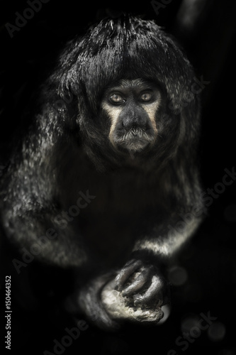 Singe