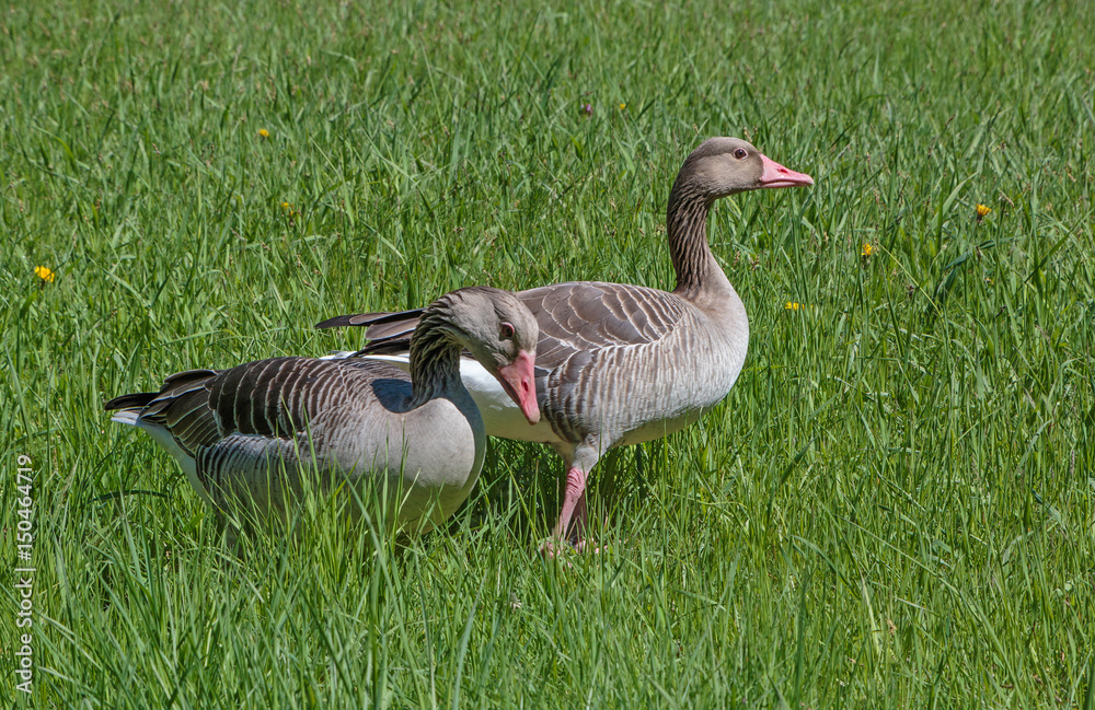 pair of geese in green grass pair of geese in green grass