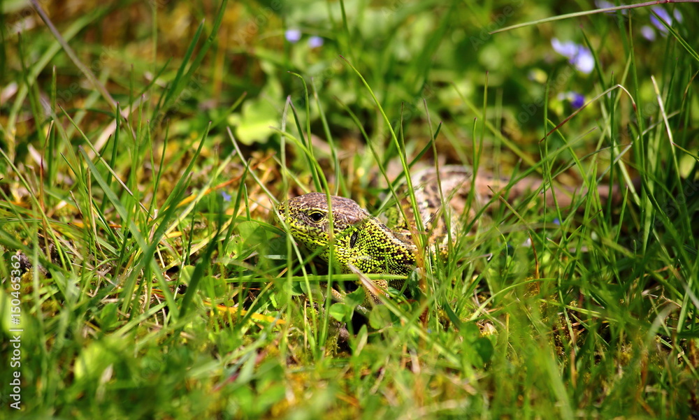 Lizard in the grass