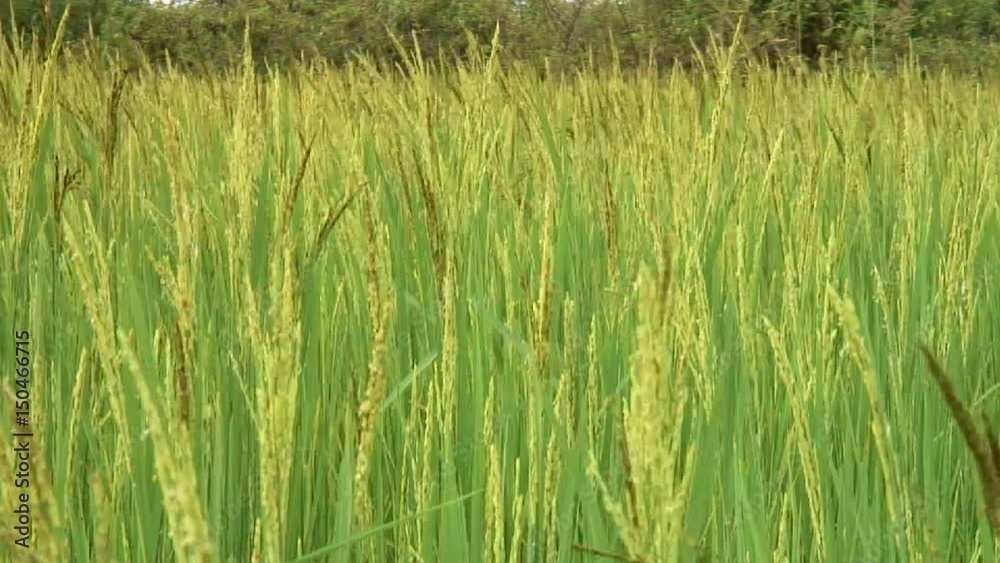 Rice Crop Close Up