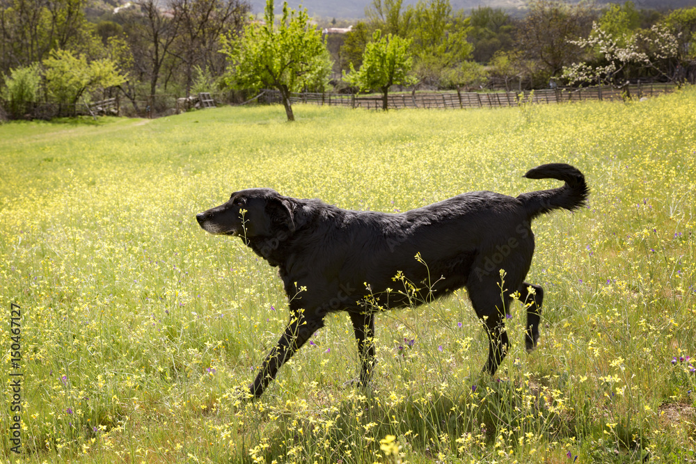 Portrait of a black dog in a green field full of yellow flowers
Portrait of a black dog in a green field full of yellow flowers