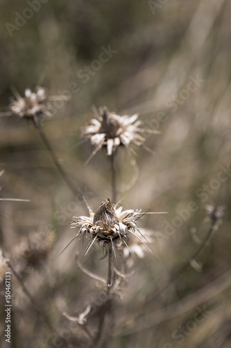 Image of a dry brown thistle with defocused background 
