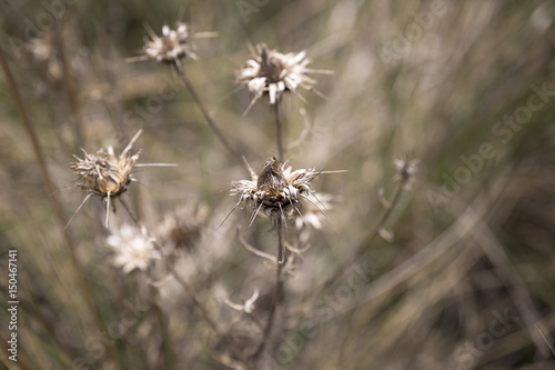 Image of a dry brown thistle with defocused background   © luismicss
