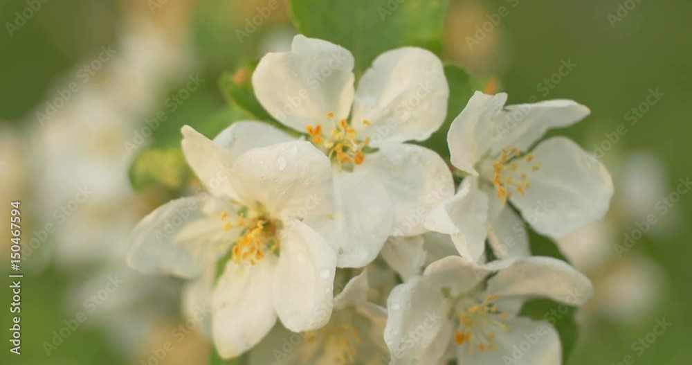 Wind blows to Apple blossom after rain in sunset time. Wind blows to Apple blossom after rain in sunset time.