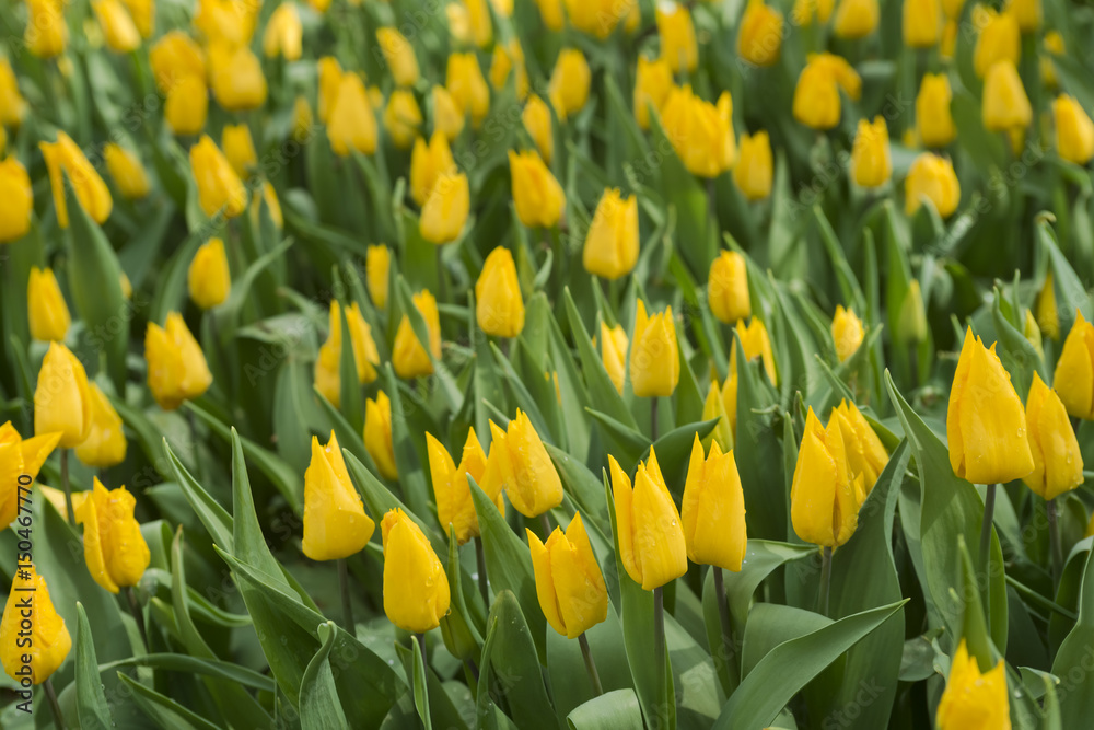 Obraz premium Beautiful yellow tulips blooming in the garden. Plenty of yellow flower background. Spring festive greeting card, floral background. Selective focus