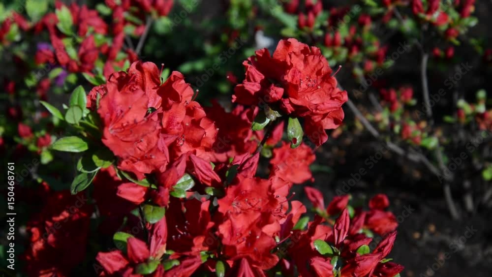 Azaleas shaking in the wind - 風に揺れるツツジの花4 Azaleas shaking in the wind - 風に揺れるツツジの花4