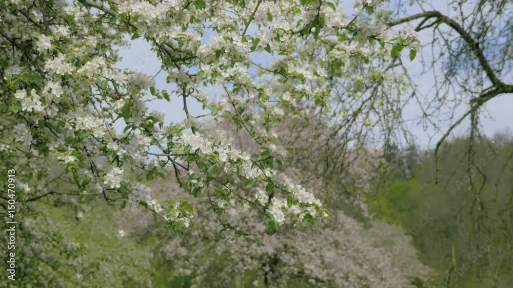 Fall petals on spring theme. Apple blossom flower on blue sky. White flower with spring atmosphere background. Celebration of spring. Lovely composition with trees flowers. Day shot low depth of field Fall petals on spring theme. Apple blossom flower on blue sky. White flower with spring atmosphere background. Celebration of spring. Lovely composition with trees flowers. Day shot low depth of field