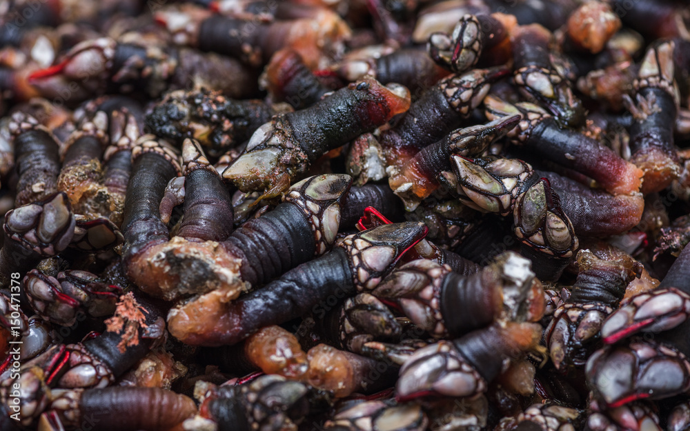 Percebes de galicia en mercado para la venta Percebes de galicia en mercado para la venta
