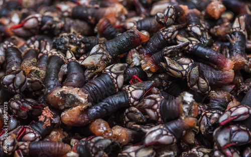 Percebes de galicia en mercado para la venta