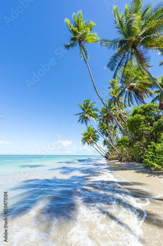 Palm trees casting shadows on waves washing ashore on a rustic Brazilian beach in remote Bahia  Brazil