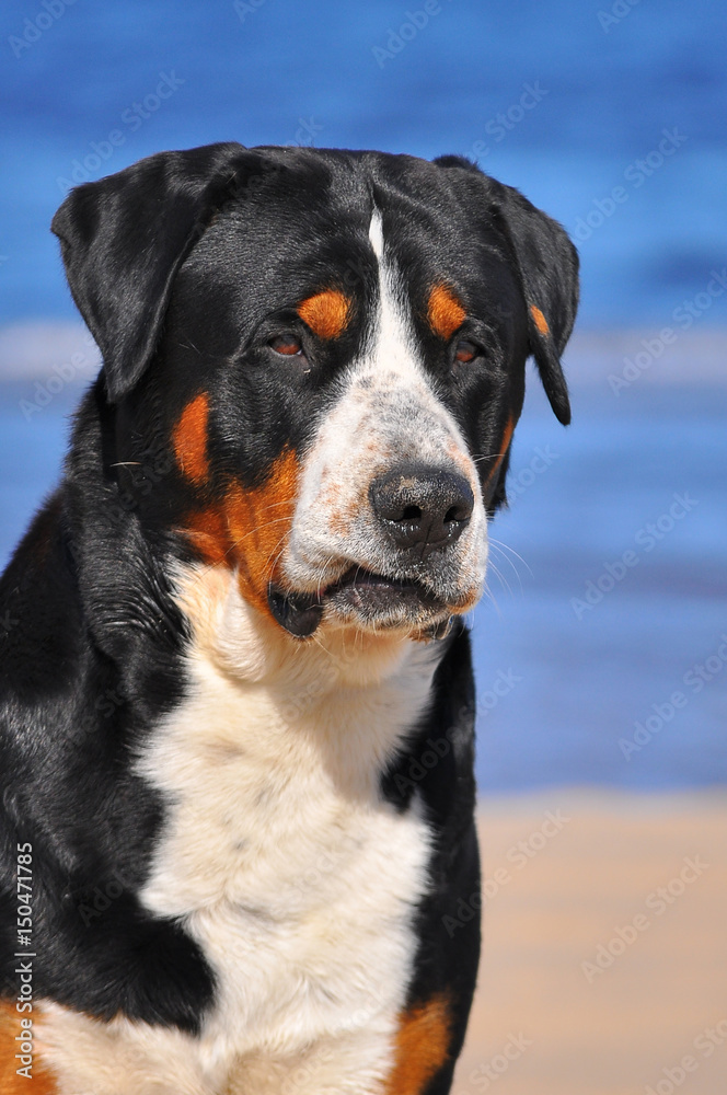 Grosser Schweizer Sennehund head