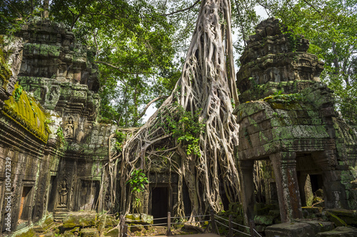 Fototapeta Naklejka Na Ścianę i Meble -  Banyan tree roots taking over the crumbling stone temple complex of Angkor Wat in the Cambodian jungle