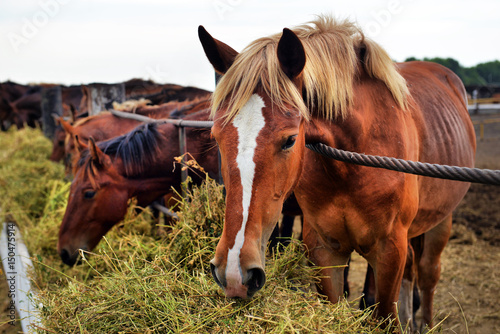 horses eating hay © nikitos77