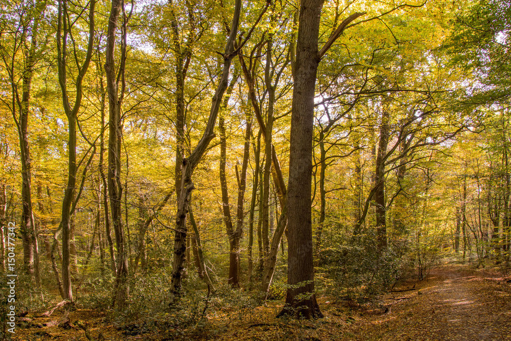 Herbst Wald Bäume