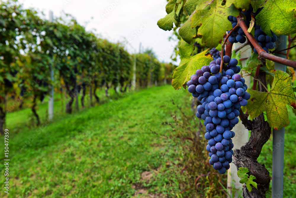Bunches of red wine grapes growing in Italian fields. Close up view of fresh red wine grape