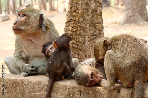Monkey at Angkor site, Cambodia © gianmarchetti