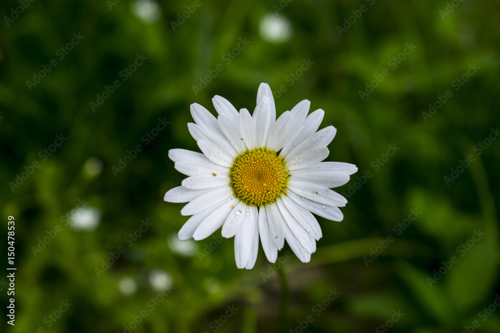 Fototapeta premium High Angle View Of Chamomile With Dew And Pollen During Morning On Green Natural Background