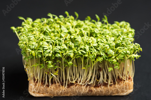 Fresh and tasty cress or garden cress shoots growing on hydroponics substrate as found inside box bought at local store.