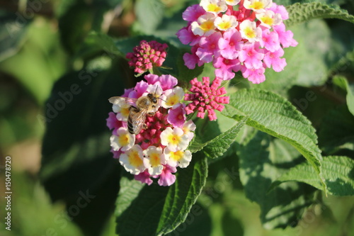 Lantana camara in summer, Italy