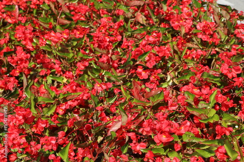 Red semperflorens blooming in summer, Italy