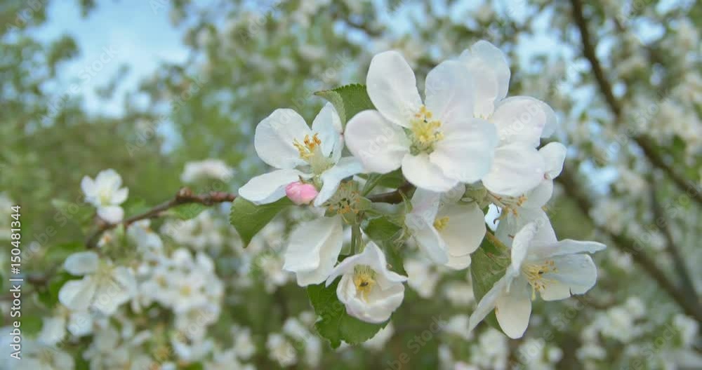 Wind blows to Apple blossom after rain in sunset time. Wind blows to Apple blossom after rain in sunset time.