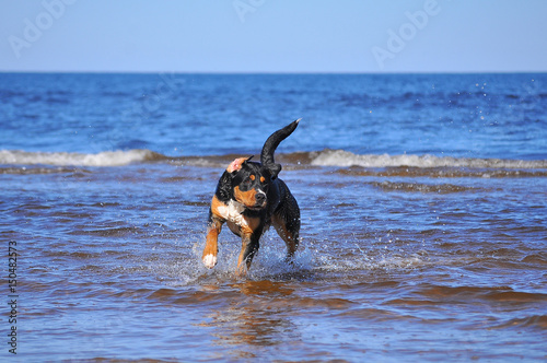 dogs plays in sea water