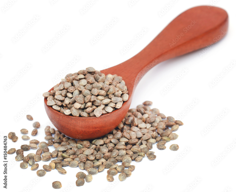 Seeds of Cannabis Seeds of Cannabis