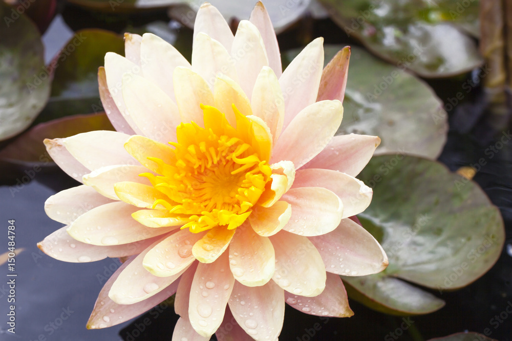 Water lily lotus in a pond