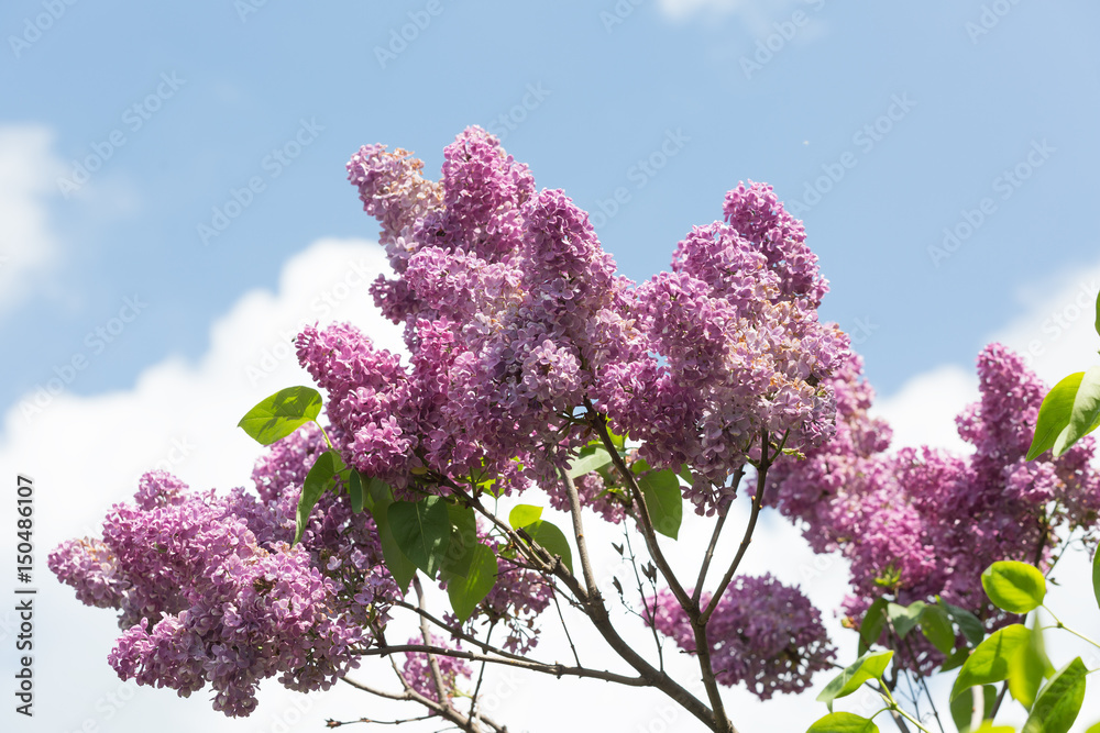 branch of a blossoming lilac against the blue sky
