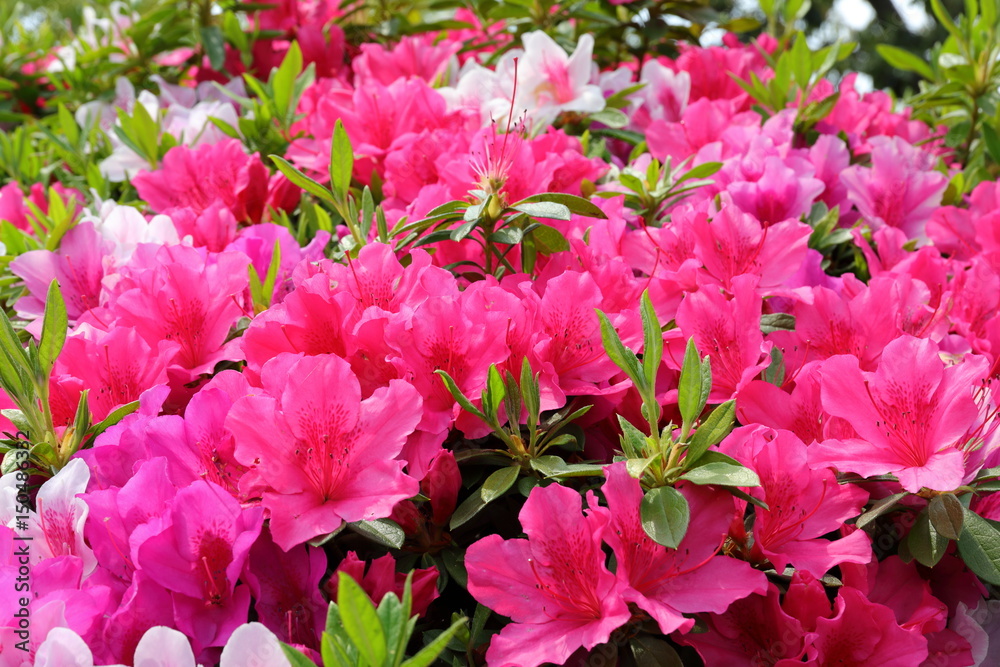 azalea azalea