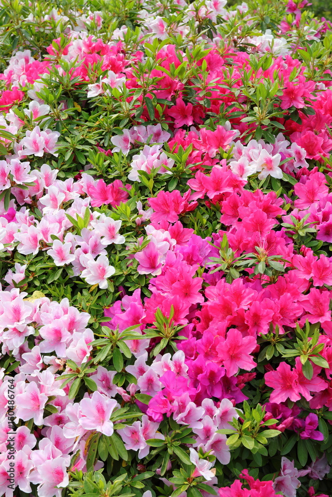 azalea