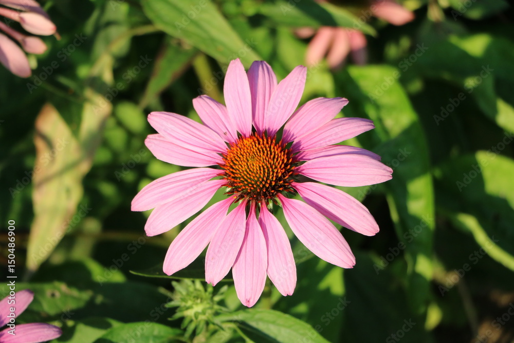 Echinacea purpurea blooming in summer Echinacea purpurea blooming in summer