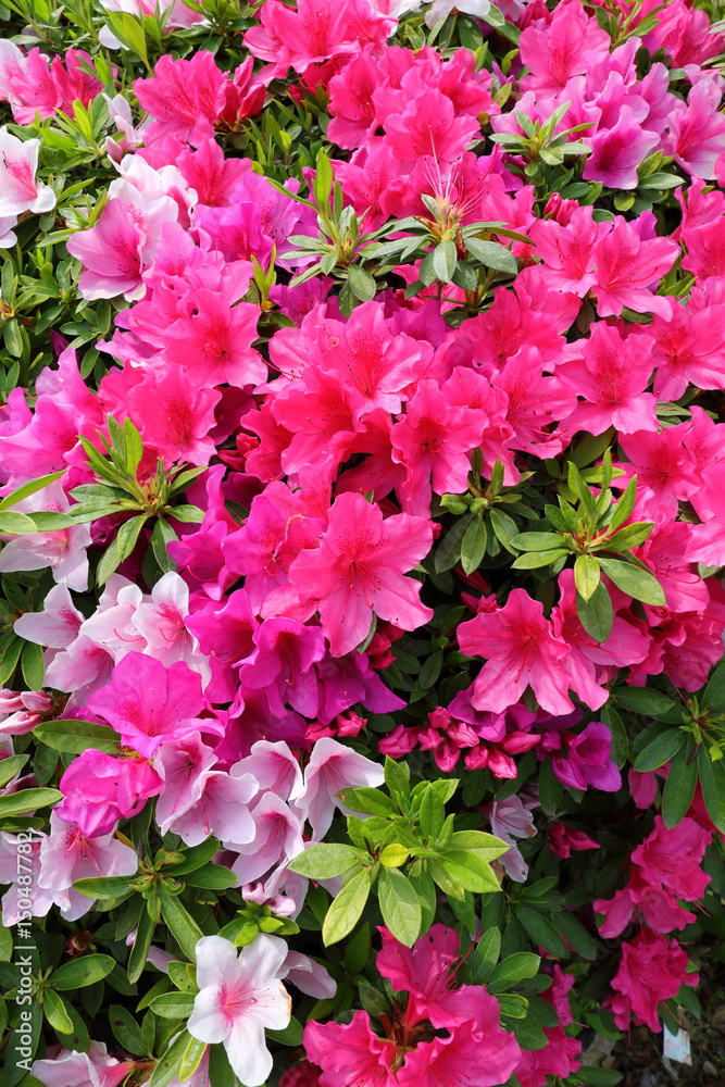 azalea azalea
