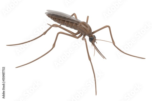 realistic 3d render of anopheles gambiae