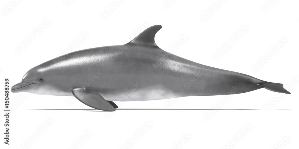 Fototapeta premium realistic 3d render of bottlenose dolphin