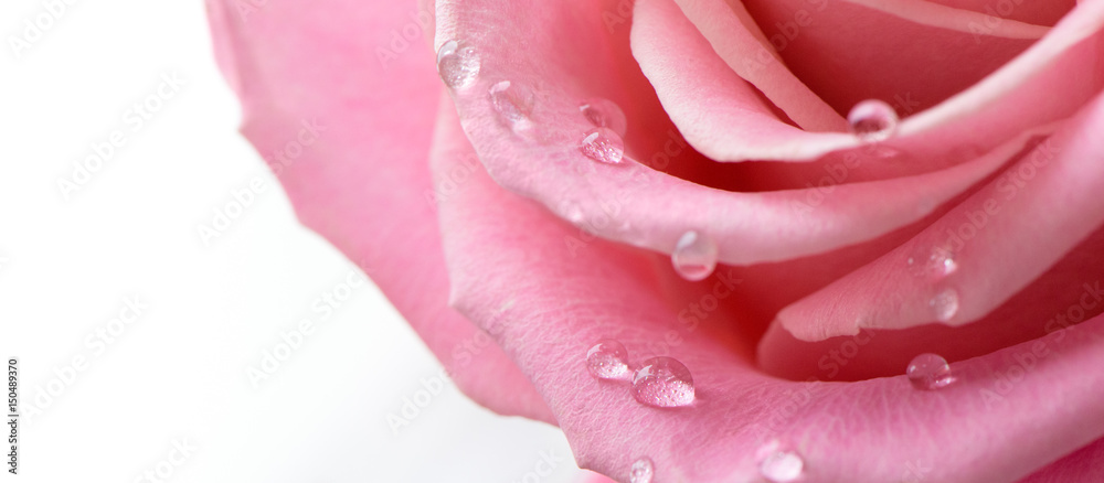 Fototapeta premium Drops on petal pink rose close up