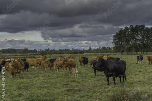 dziki przybysz w stadzie krów photo