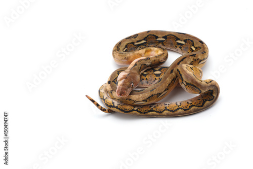 reticulated python isolated on white backgroun