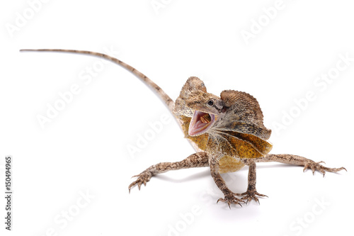 frilled lizard isolated on white background
