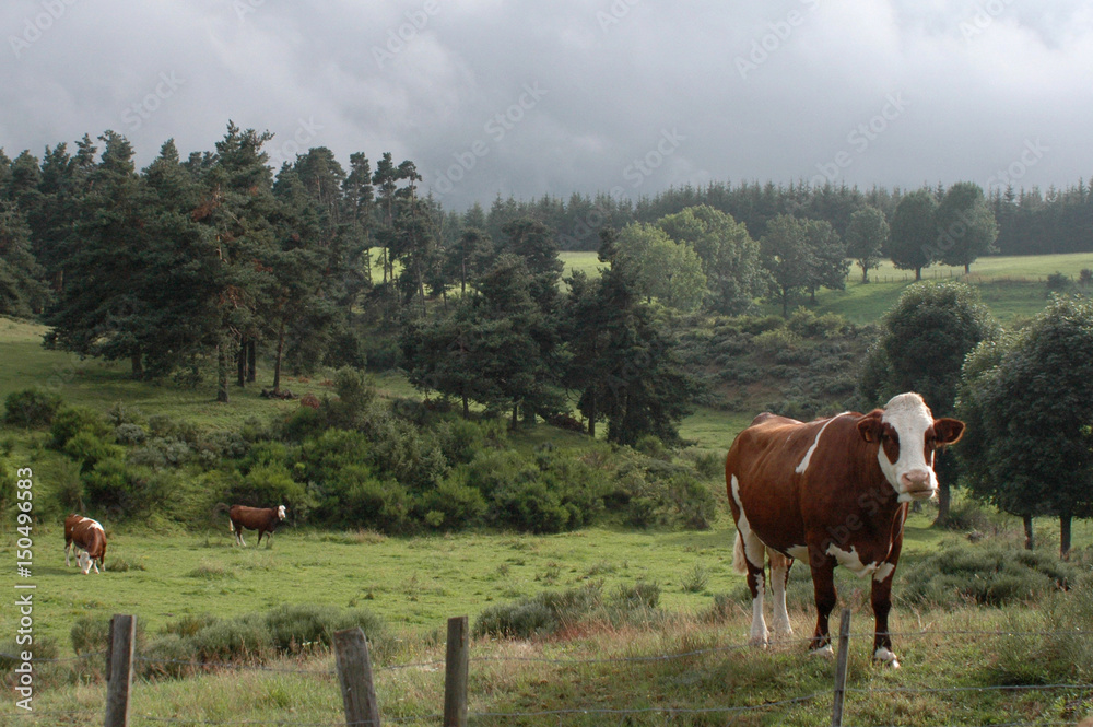 Vaches au pré, Auvergne
