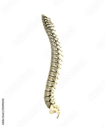 human spine 3d render on white background