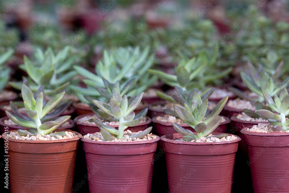 cactus in the small pot in earth ware , small flower shop cactus in the small pot in earth ware , small flower shop