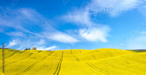 Cuadro en lienzo Panorama of blooming field, yellow rape