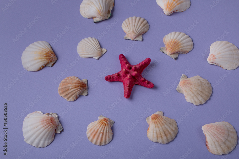Red sea star and seashells