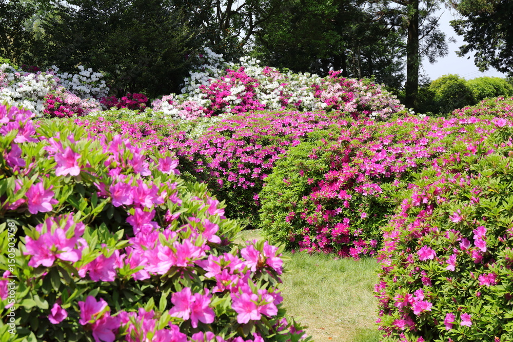 azalea azalea