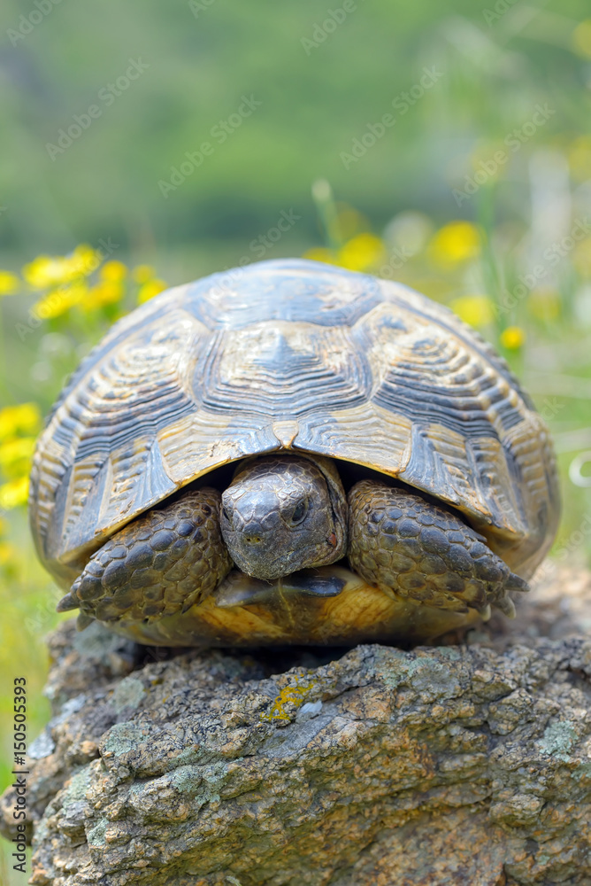 Fototapeta premium Testudo graeca ibera