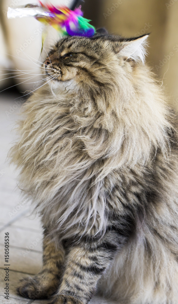 brown cat of siberian breed playing with a feather